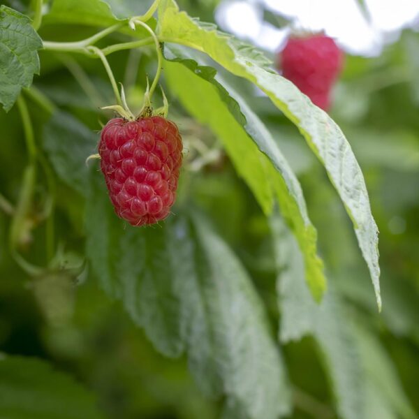 frontier co op red raspberry leaf, cut & sifted 1 lb.
