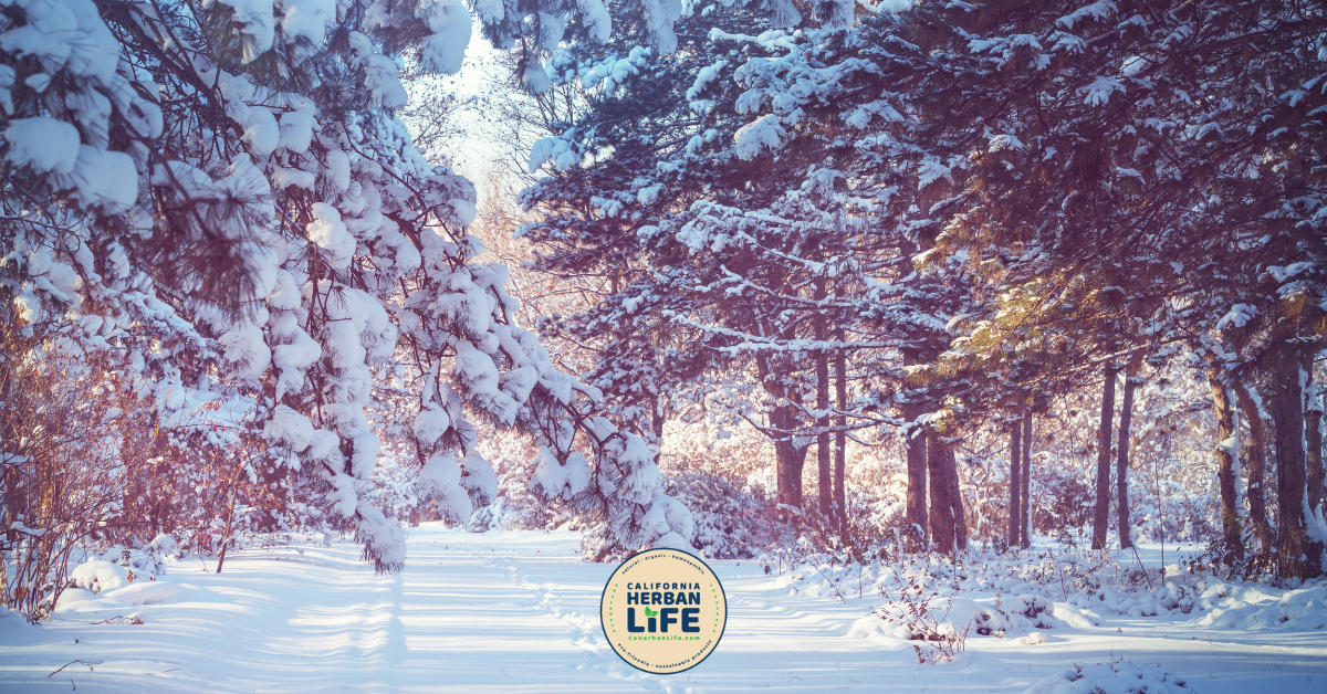 Winter Woods Forest Spray