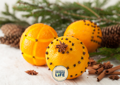 clove studded oranges